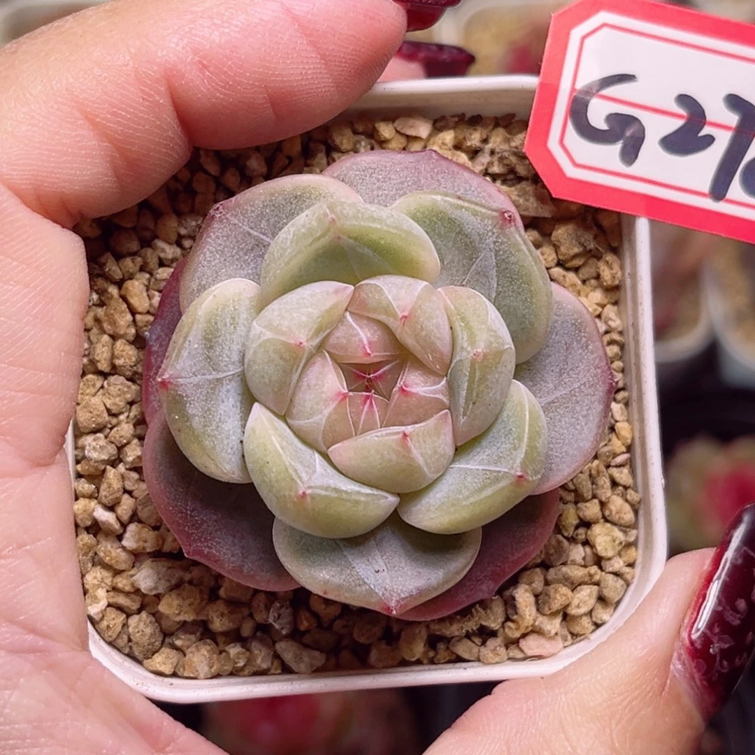 爱*离G278一物一拍 碧琉璃