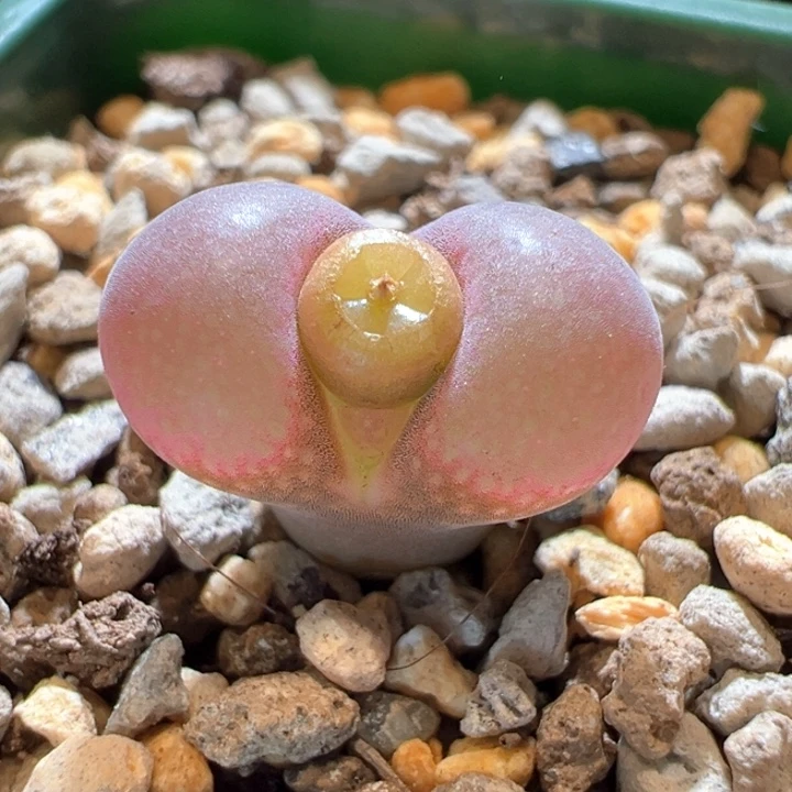 249。优选1799.9 home风铃。 枕头窗