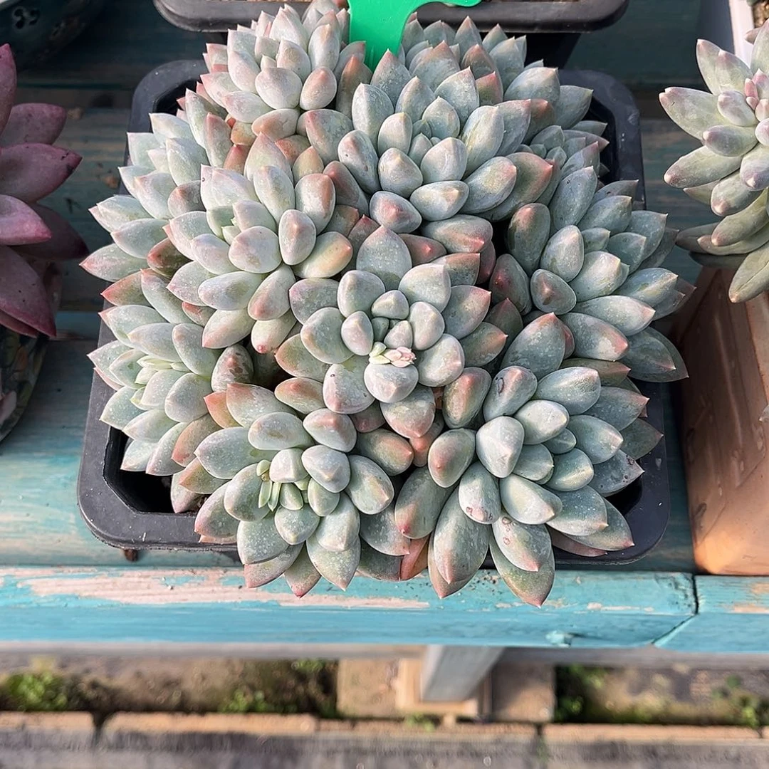 一物一拍多肉植物