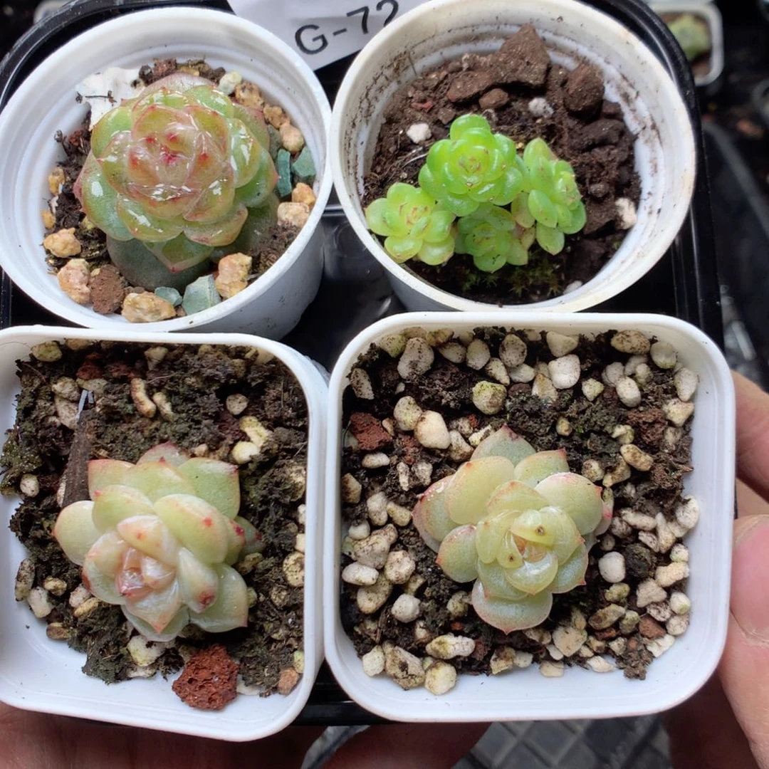 无花朵G72yyyyyyyyy