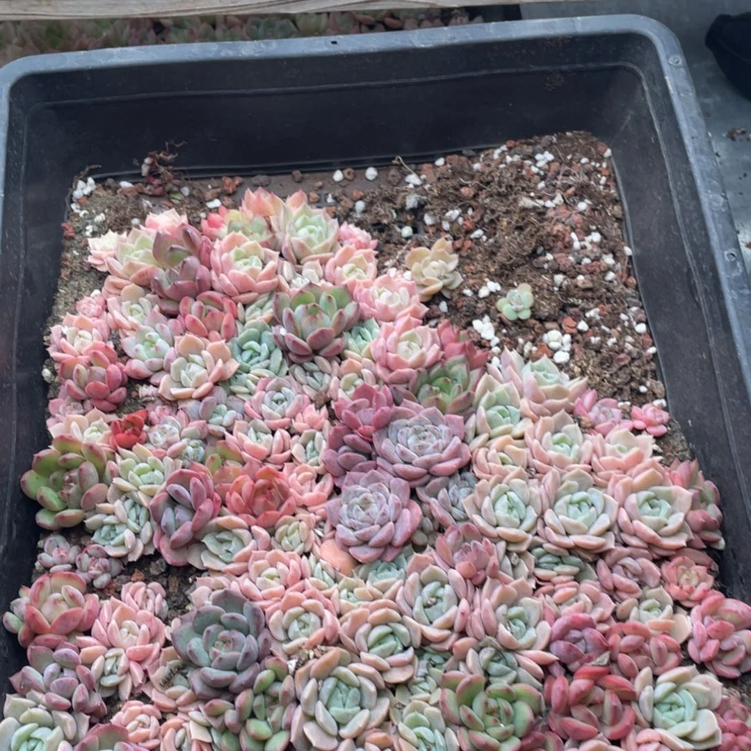 ＜***时云糖心多肉植物44