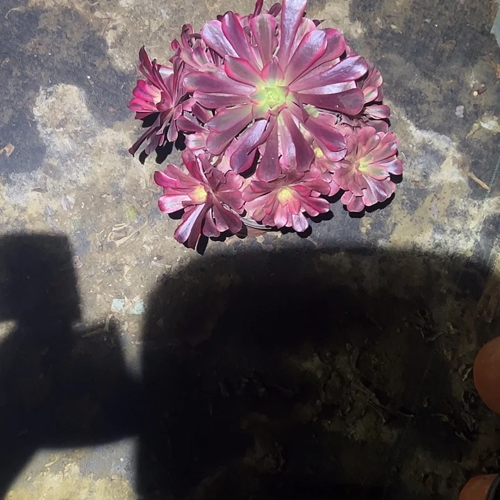 静***隅不包侧枝一物一拍31