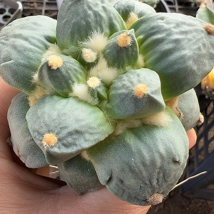 达摩青瓷怒937仙人球