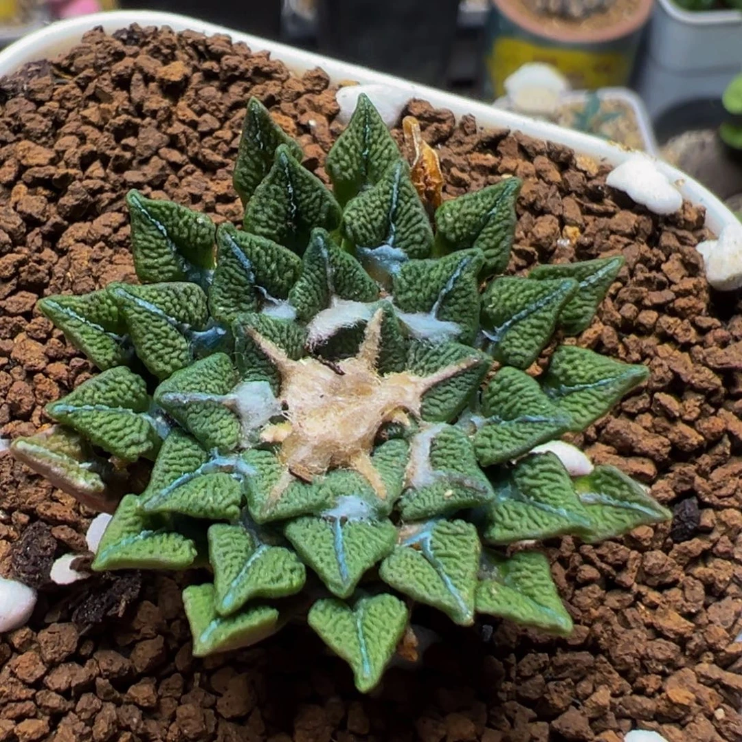 123多肉植物百科植物
