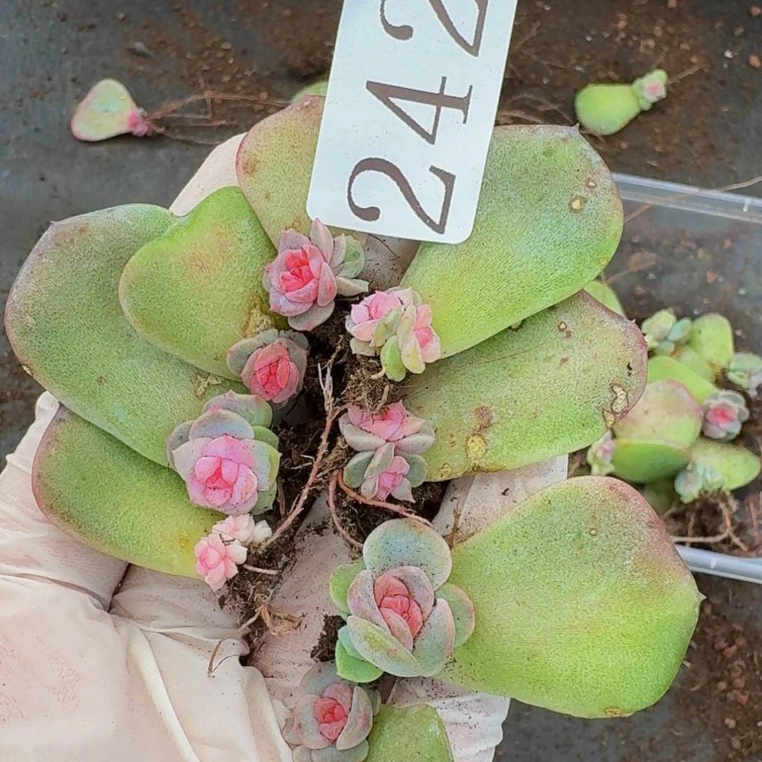多肉植物多肉植物242