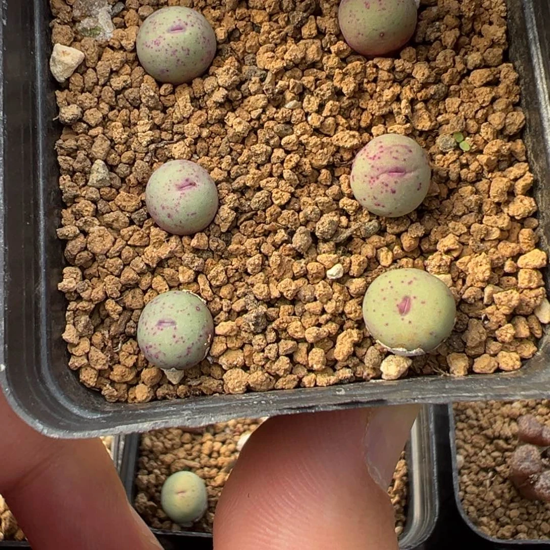 27-35h6红嘴多肉植物，