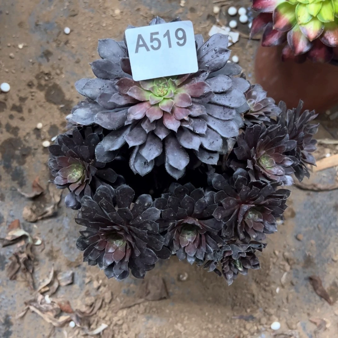 519号多肉植物法师