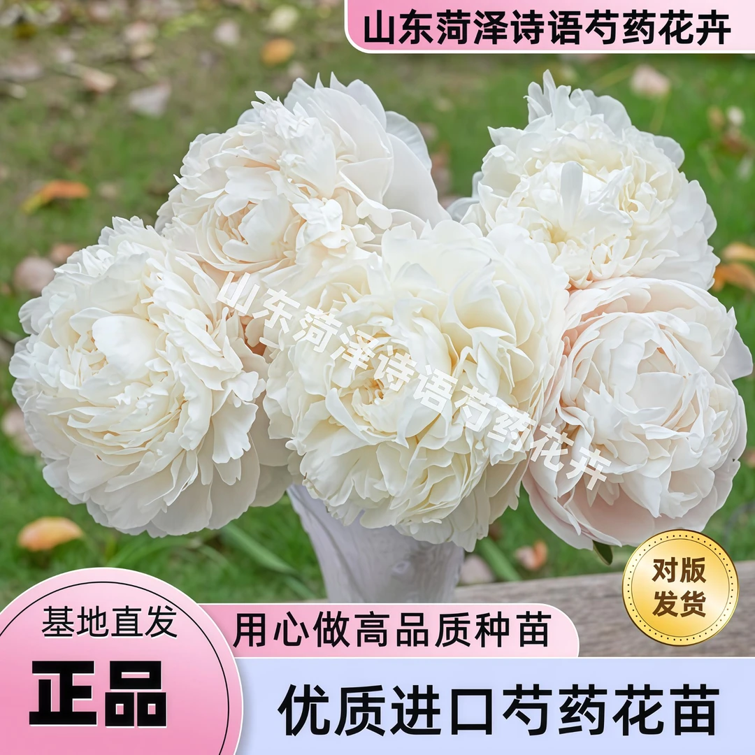 巴林顿月亮分株小苗福利品【诗语花卉】进口芍药花苗福利【理性购物】
