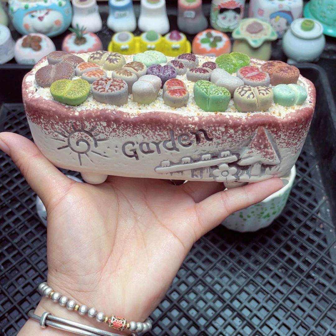 w6506 带盆土发货一物一拍