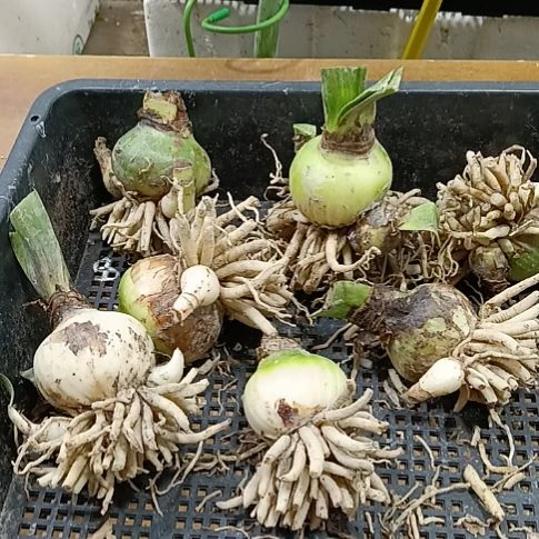 无花朵霓见星4+发7个
