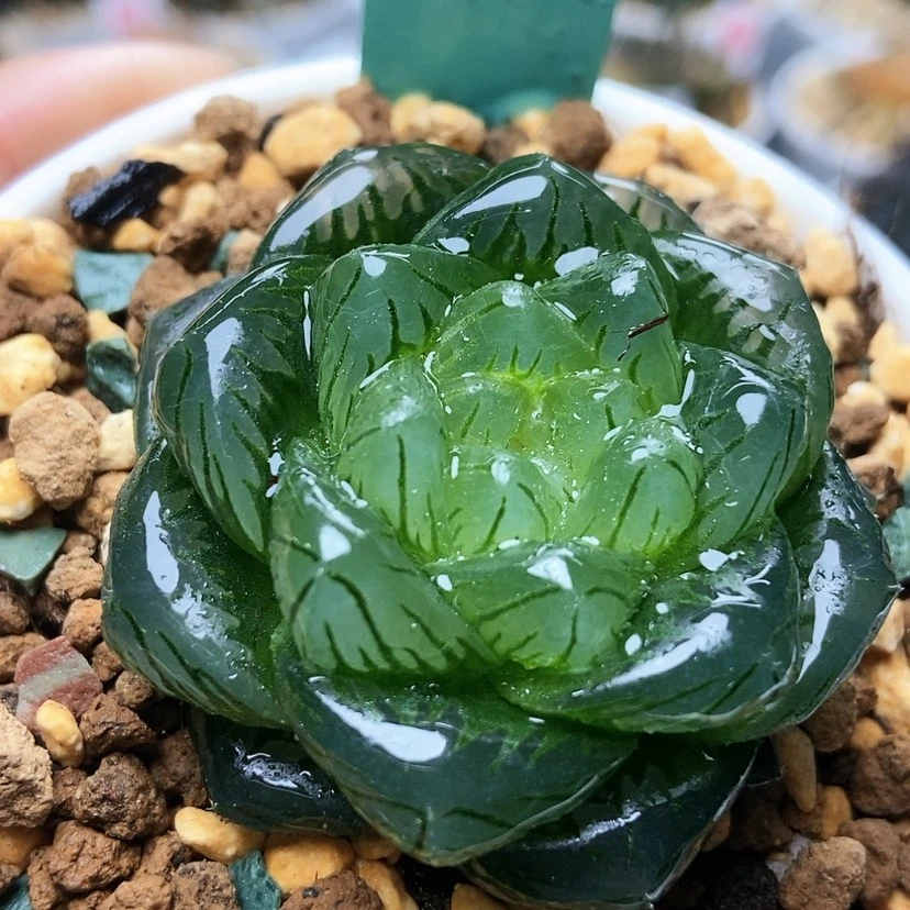 【闪购商品】龙磷196