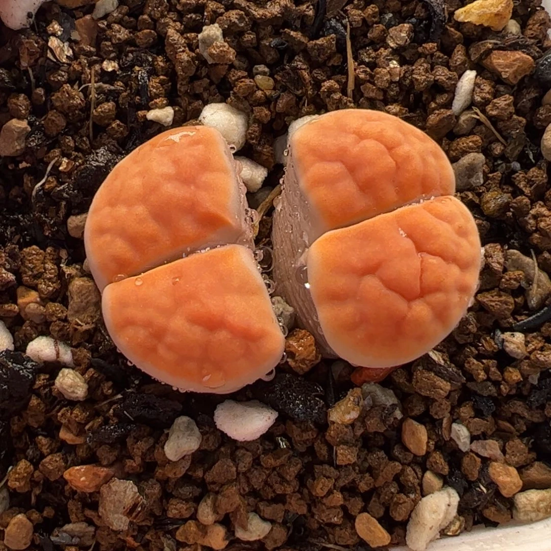 074多肉植物百科