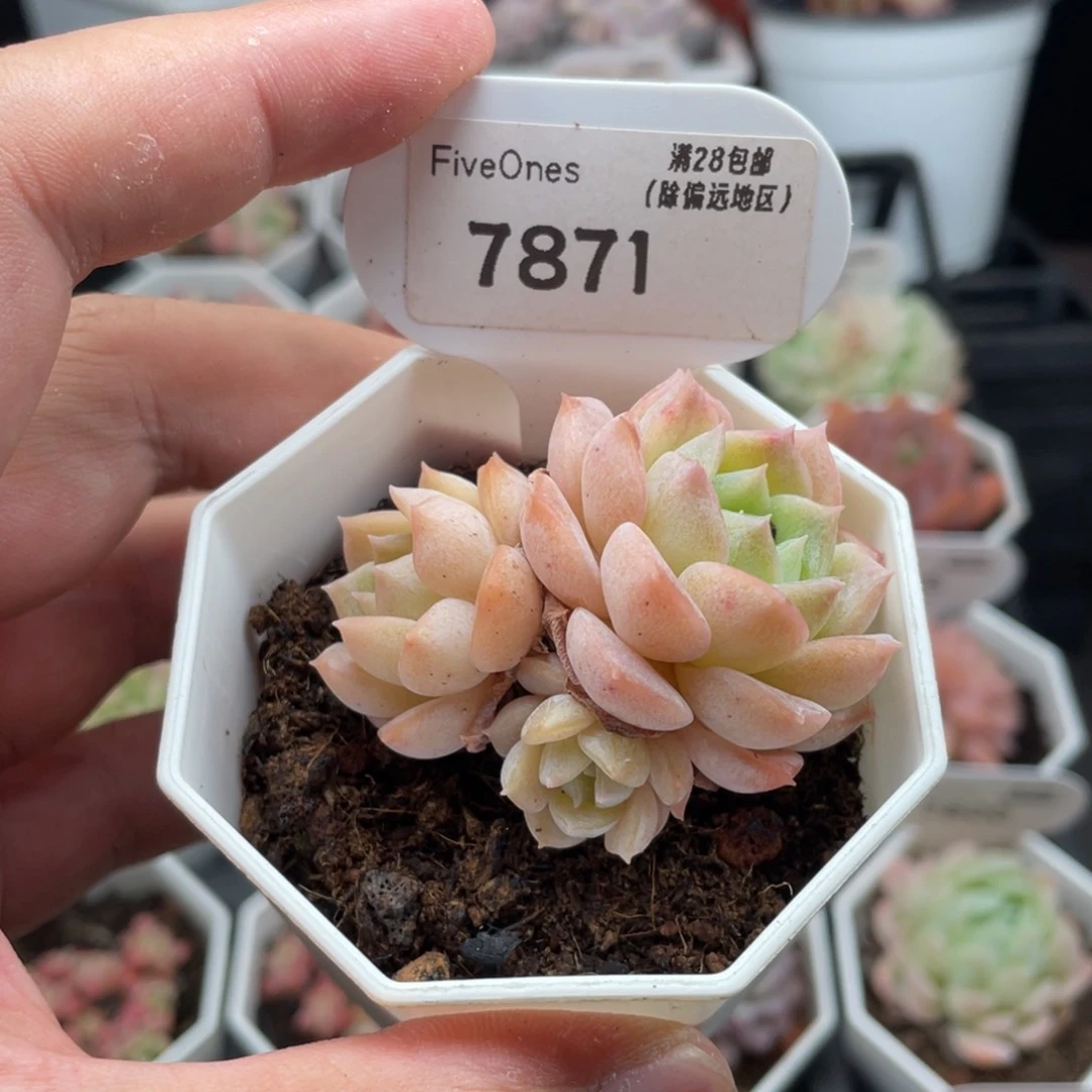 纯爱7871-5.5厘米