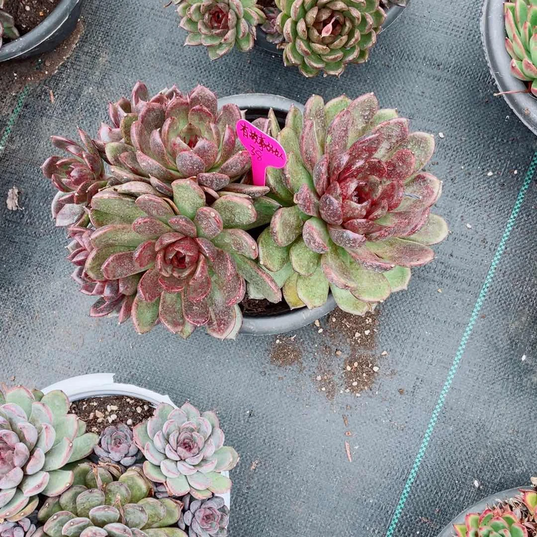 有故事的女人，水晶玫瑰