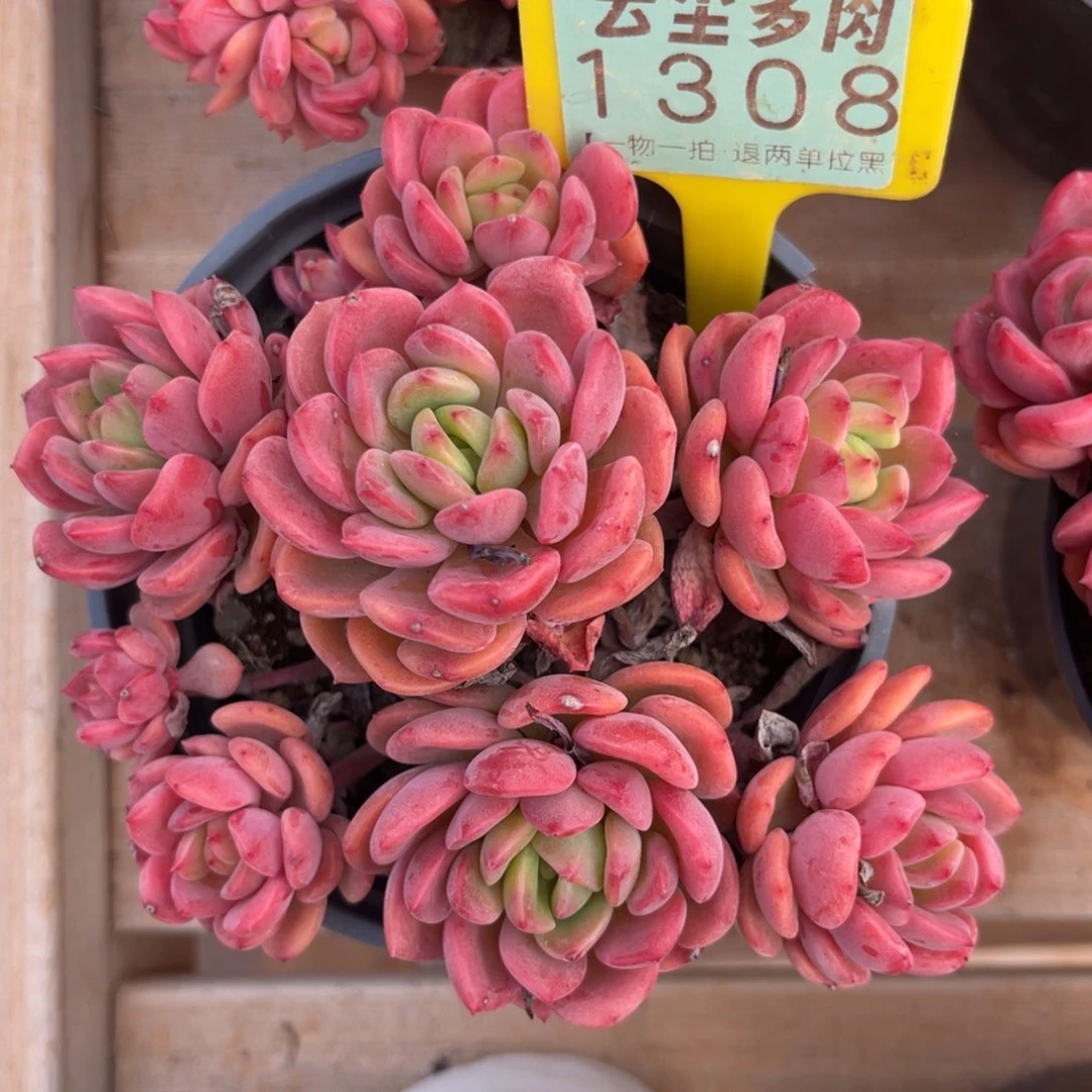 云尘多肉一物一拍1308