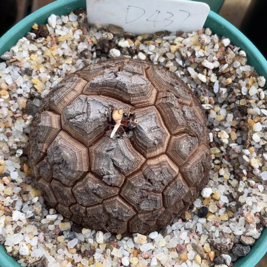 龟甲龙8.8公分，一物一拍