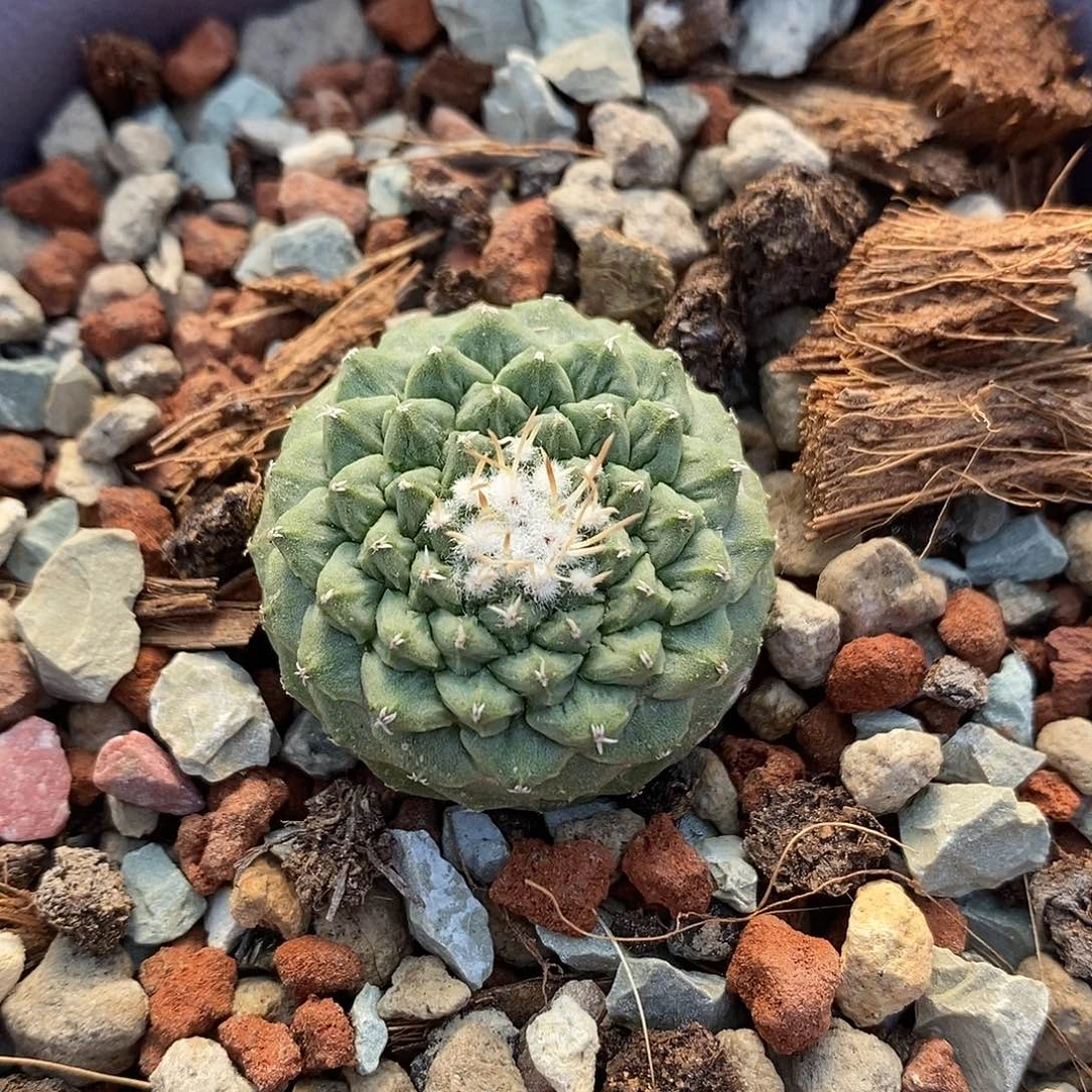 一***字实生  菊水2.7公分左右一物一拍