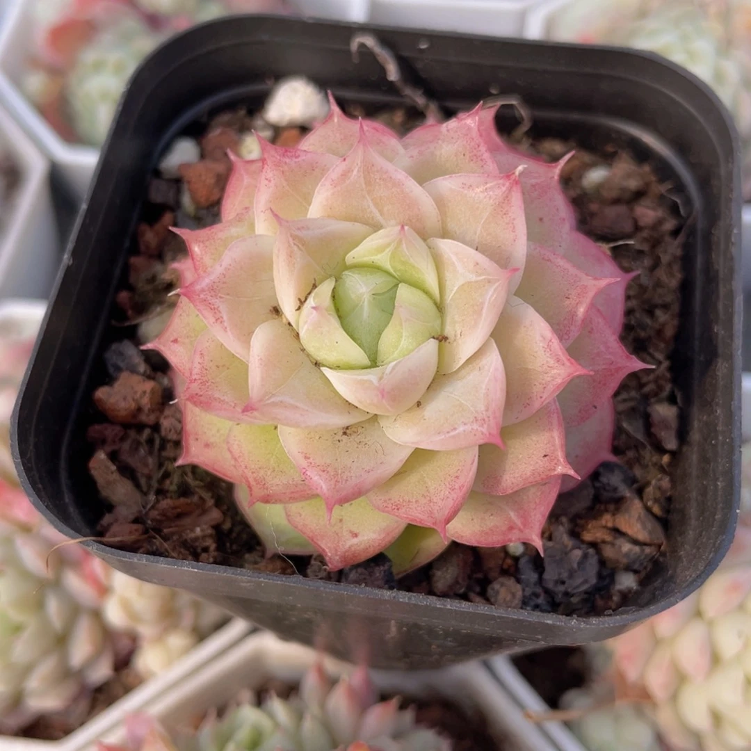 潘多拉女王多肉9.9包邮发货