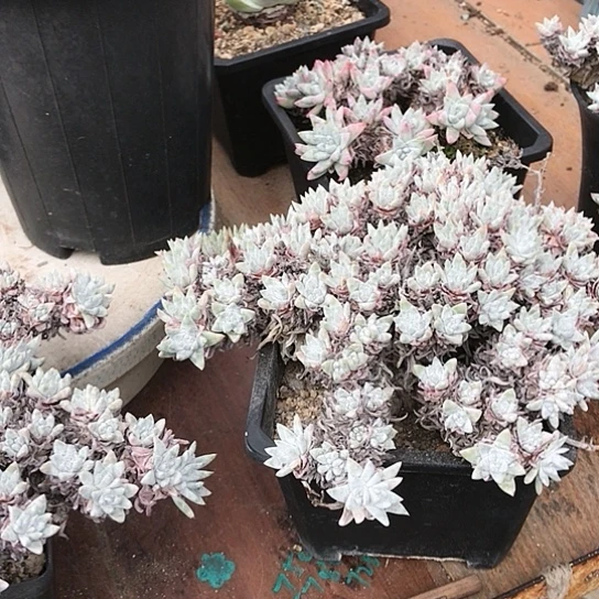 有***醺丸叶波斯菊仙女棒