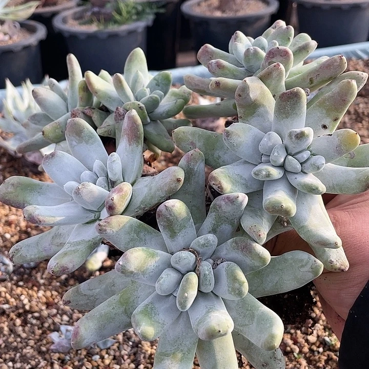 10头大粗桩福利拇指