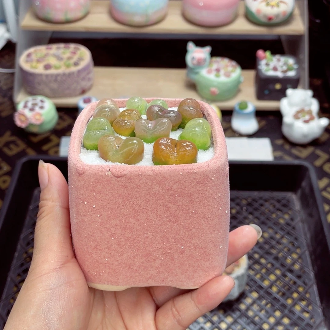 w3398 开播福利 带盆土发货一物一拍