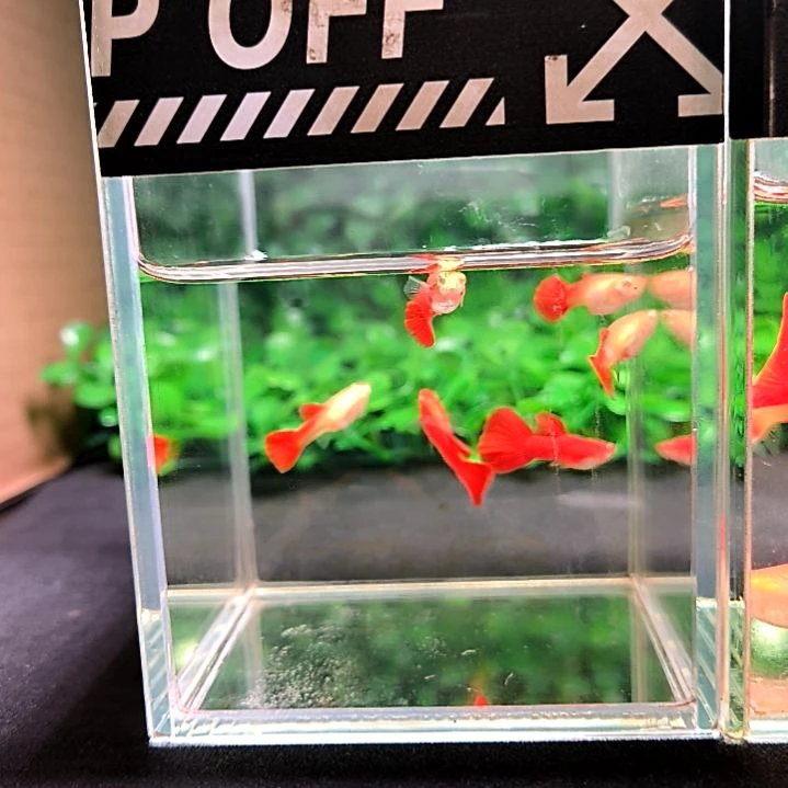 海水鱼精品孔雀鱼，血红，两公两母。