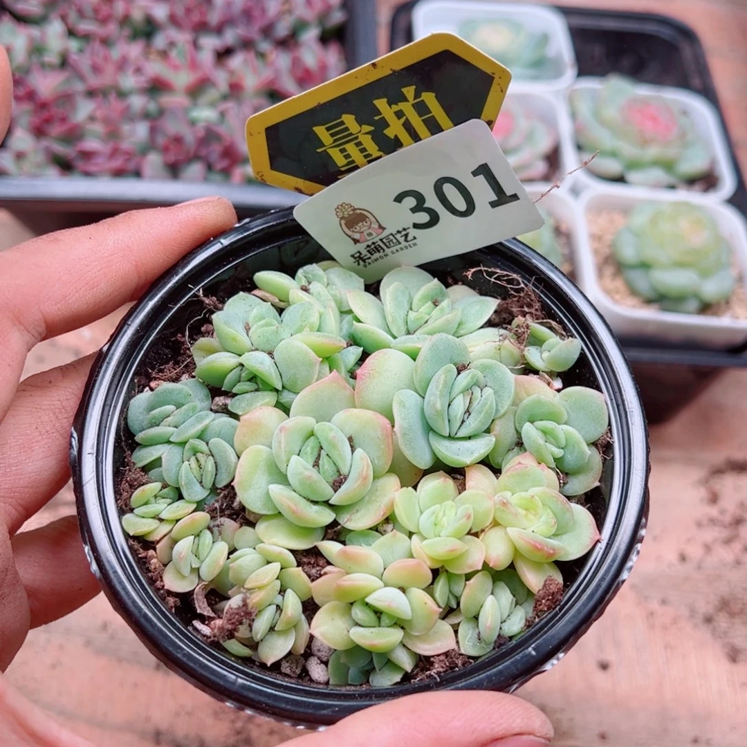 多肉植物多肉植物