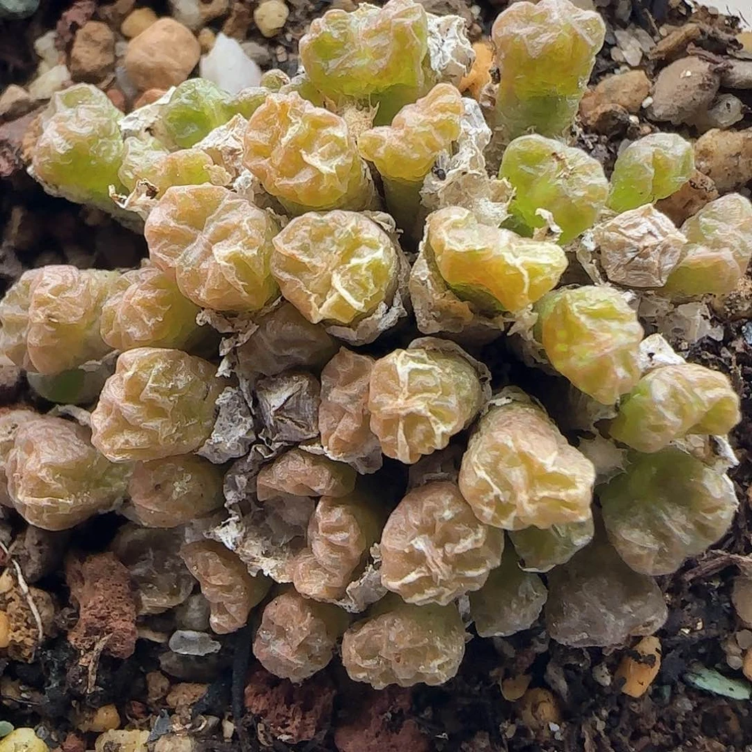 脱土满28包邮24757