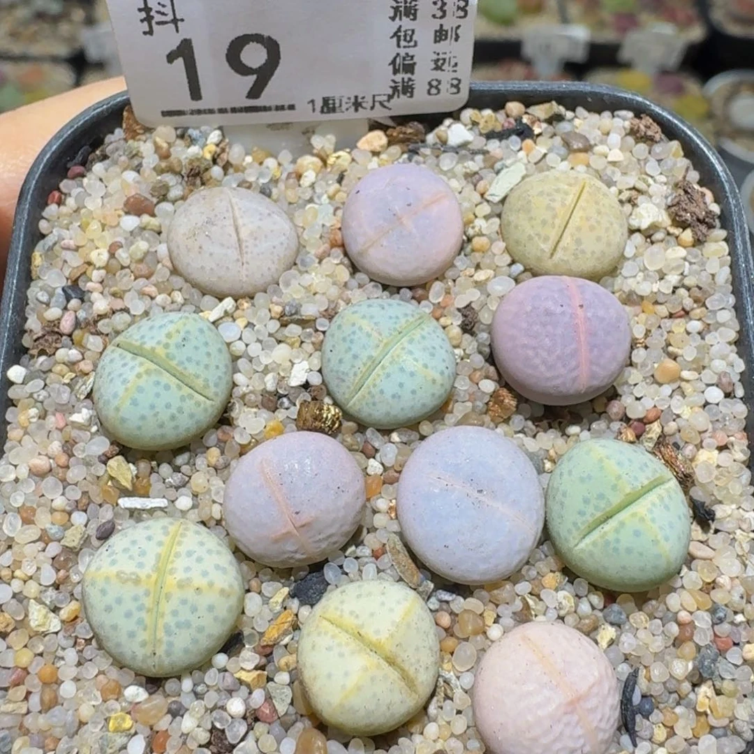 Ssss 绝美小可爱19