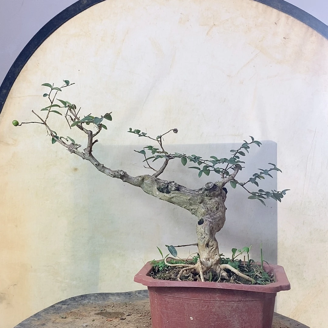 无花朵紫花紫薇老桩盆景