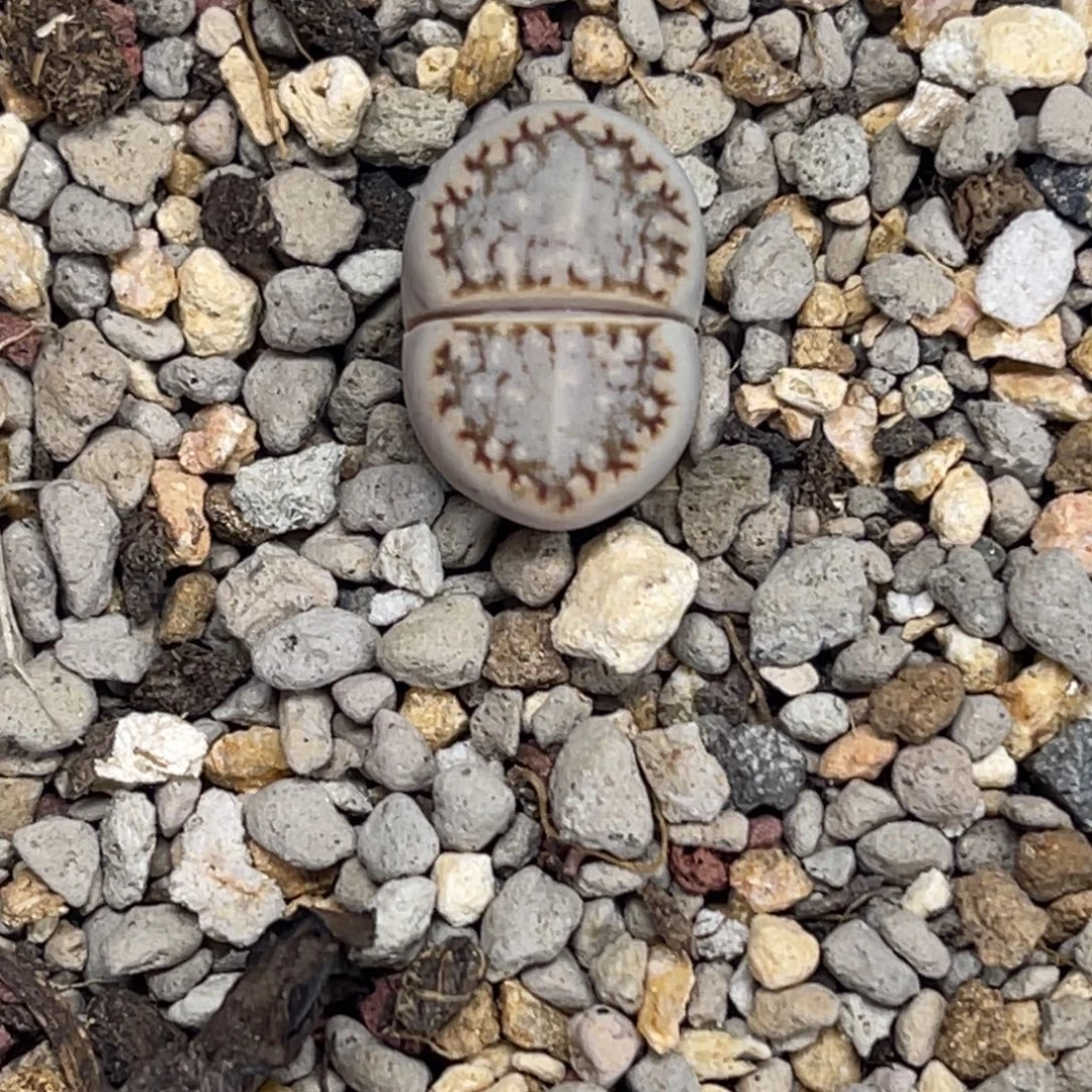 6681糖霜饼干1尺寸1.4