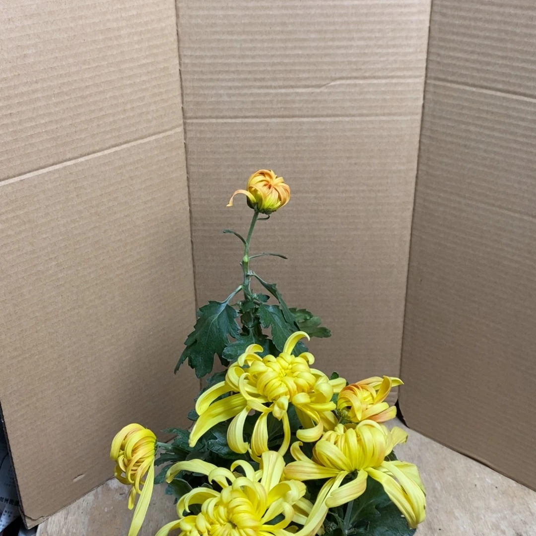 完全开放0000000147