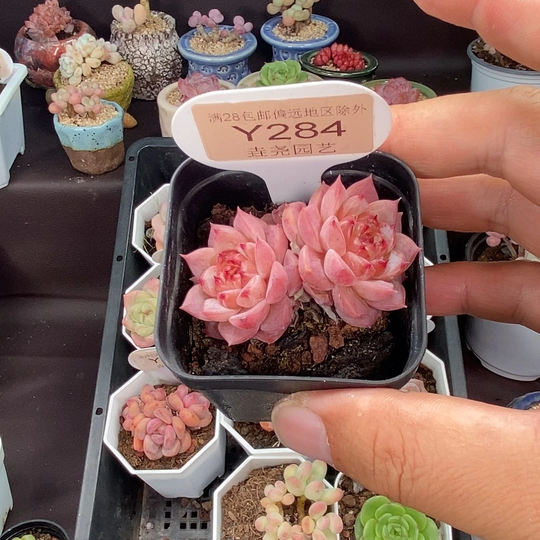 0284 天鹅绒 5cm