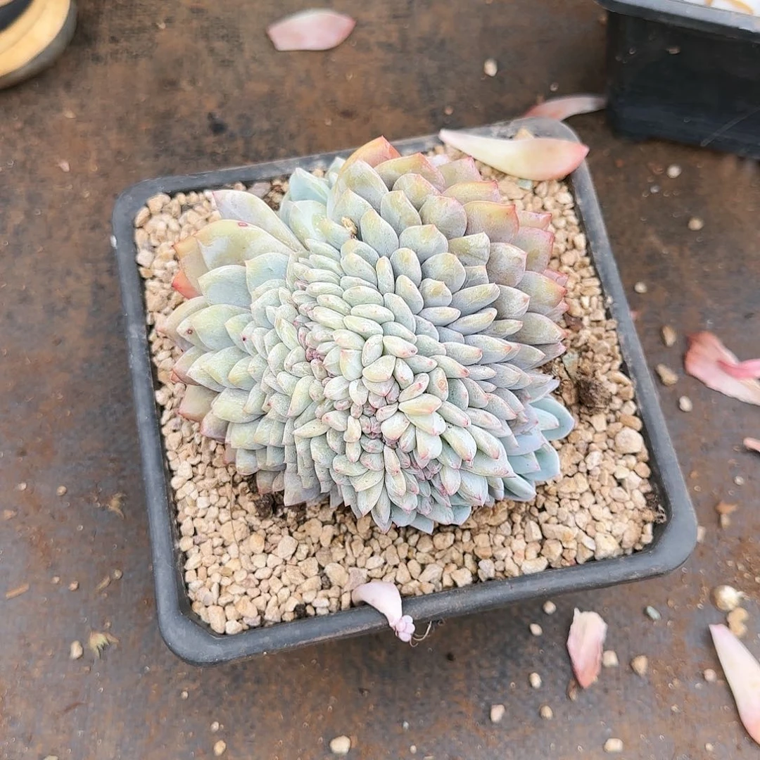 梦露缀078号58        肉