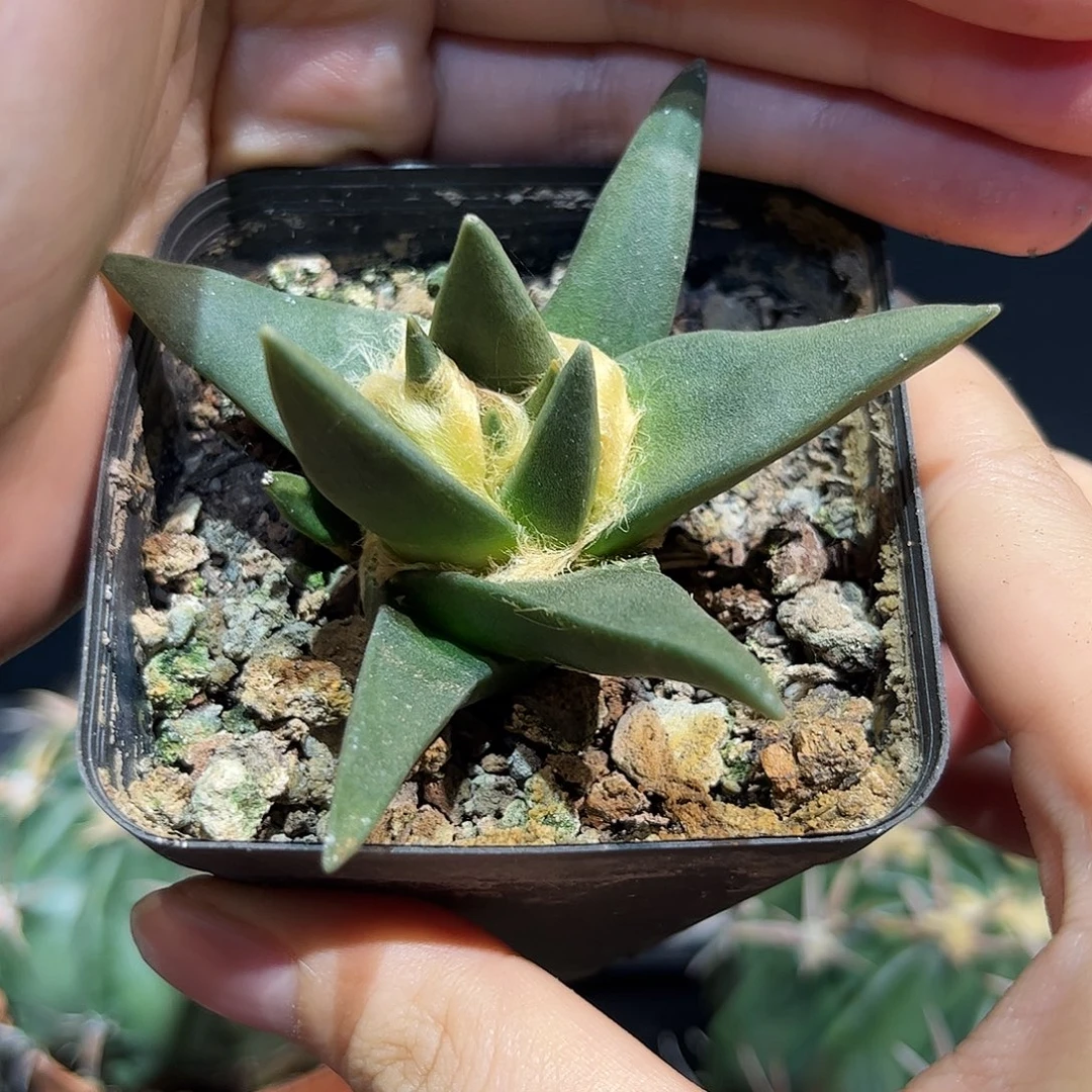 8cm实生龙牙牡丹萝卜根