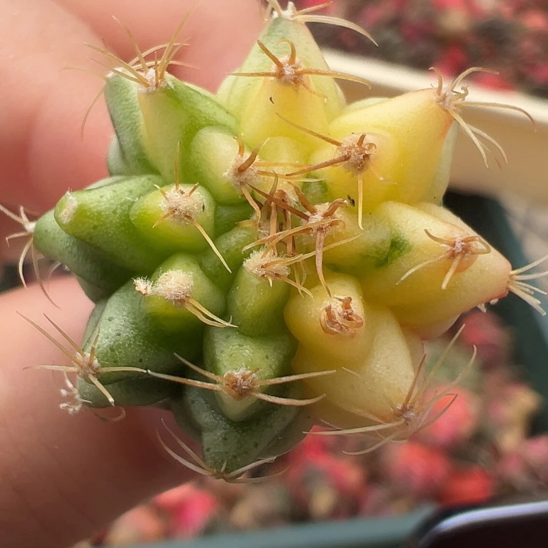 42 好看的米哈冲冲冲