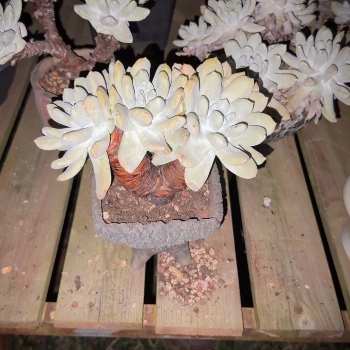 冰***y拇指仙女杯多肉植物