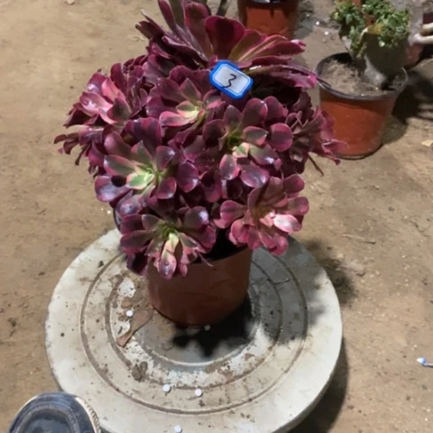 美杜莎捧花一物一拍