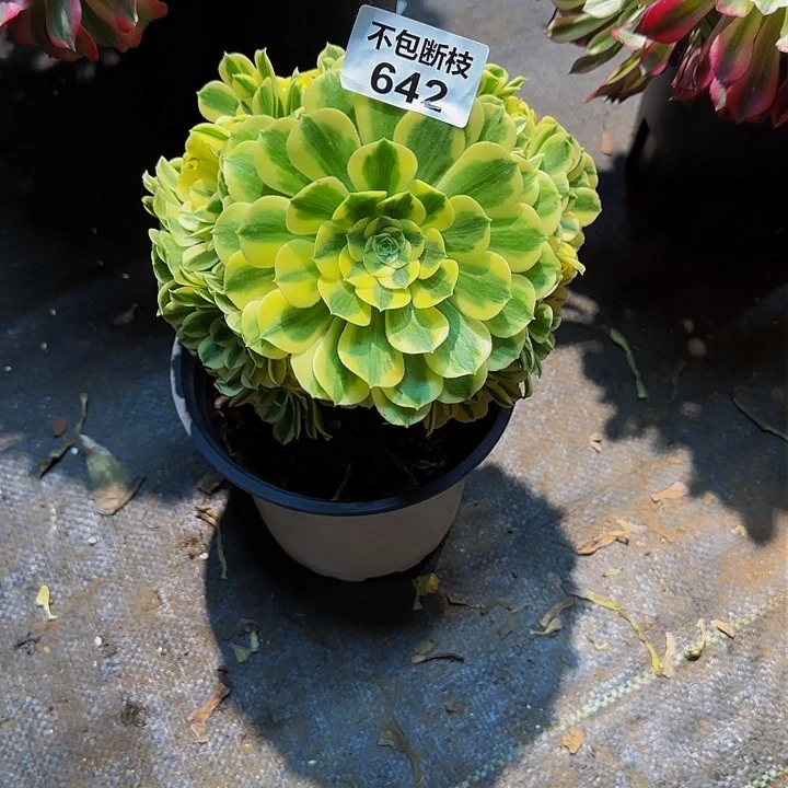 八*后642多肉法师锦1111