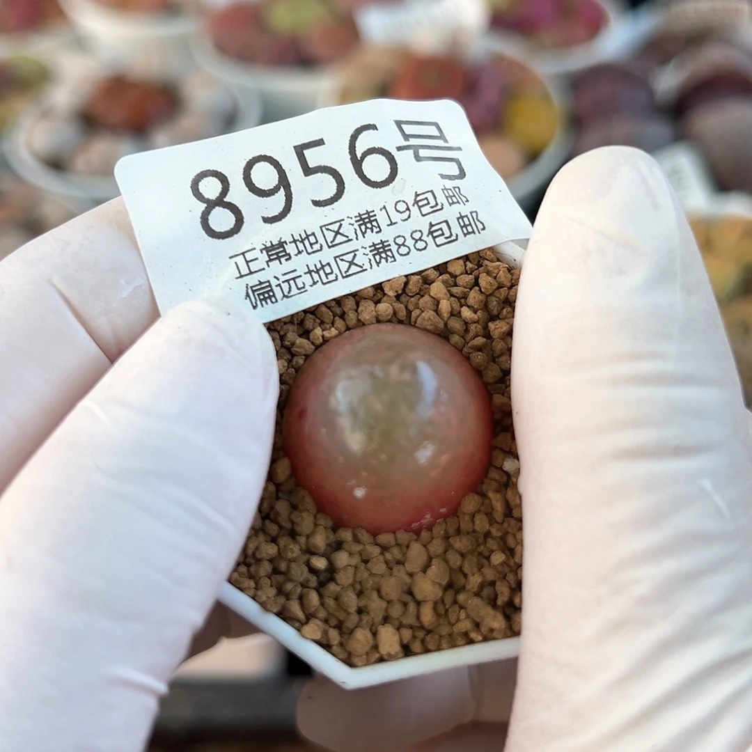 8956七年红灯泡2.2cm