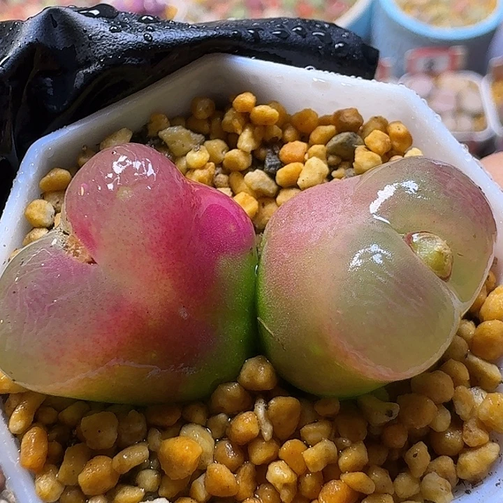 生石花111111。  125