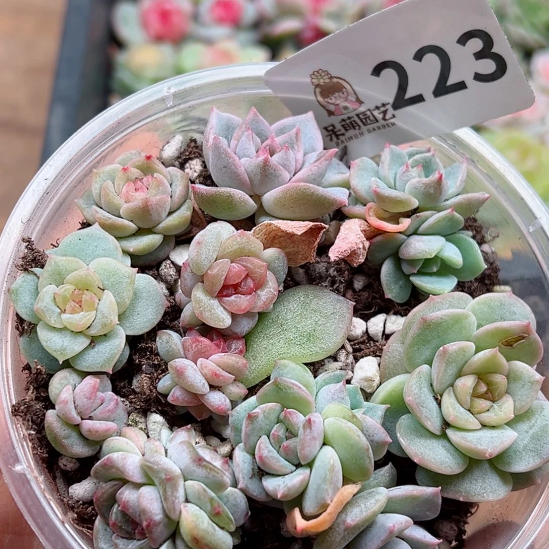多肉植物多肉植物