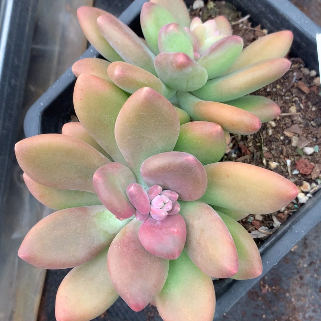 5669杂交多肉植物