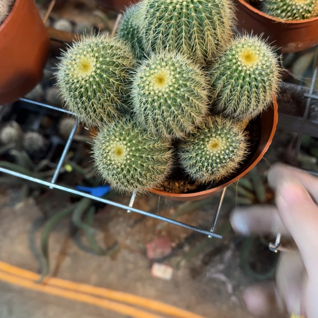 胖***丫可口可乐了看看看看看