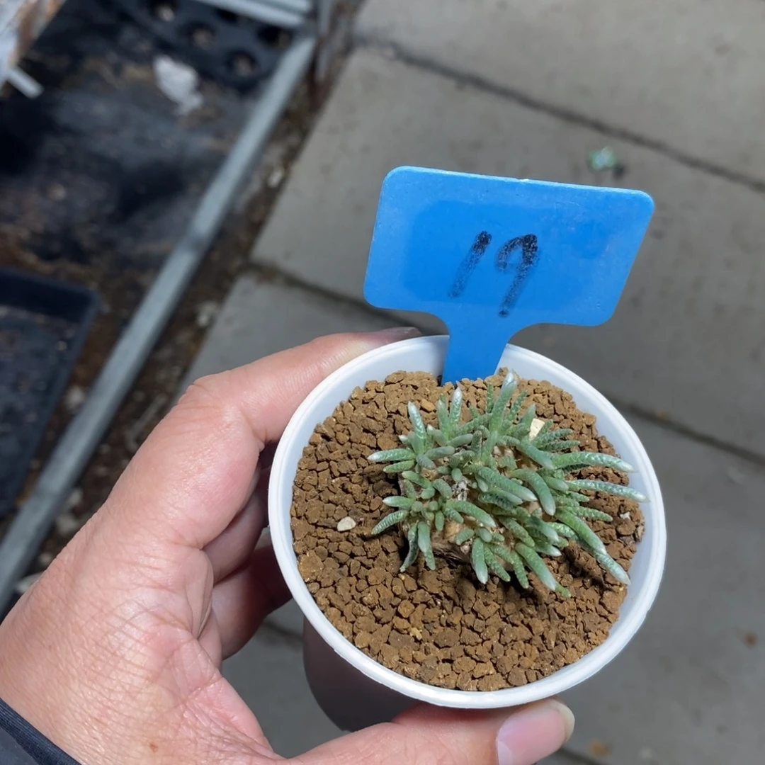任锦多肉植物一个