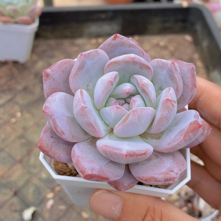 多肉乐园星影福利