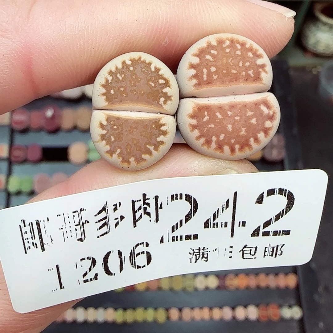 满满18包邮1204-242