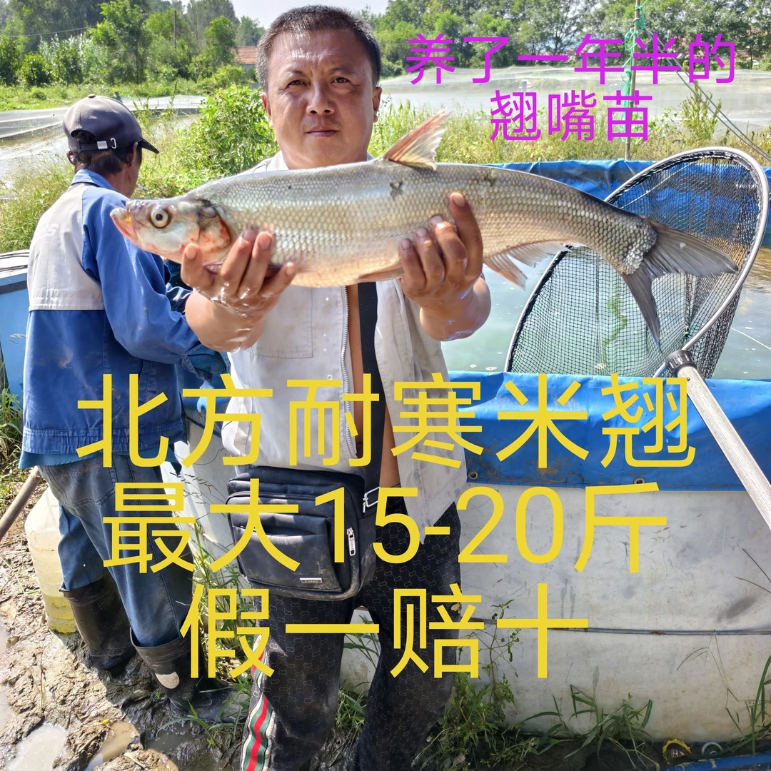 米级翘嘴鱼苗1000尾送200尾路损