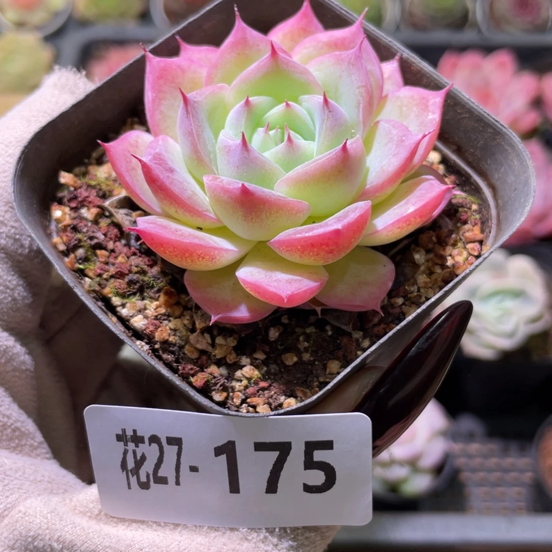 花利美27-175粉水晶