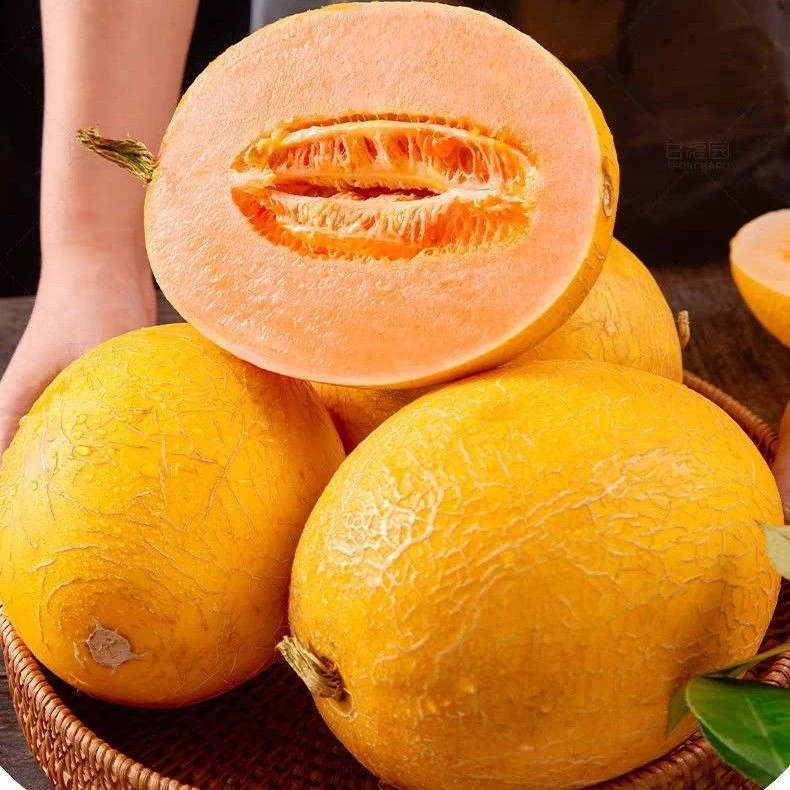 【惠好百货】黄河蜜瓜新鲜水果当季黄金蜜瓜脆甜蜜香瓜哈密瓜 约1kg/半个